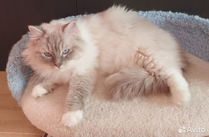 Кот рэгдолл