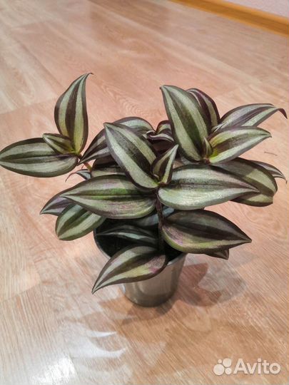 Традесканция