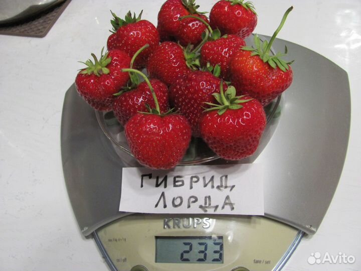 Земляника садовая, клубника-Гибрид Лорда,Пикадилли