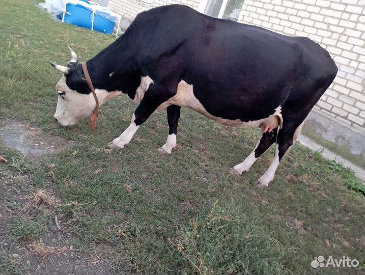 Коровы дойные молочные