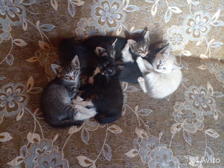 Отдадим котят