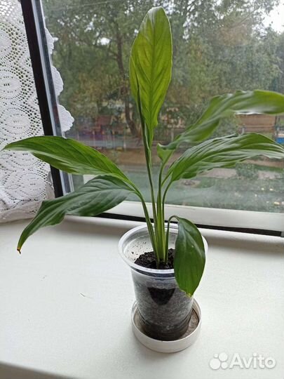 Комнатные цветы