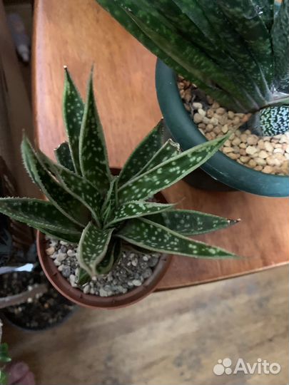 Кактус, лесные кактусы