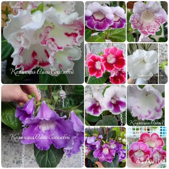 Семена глоксиний