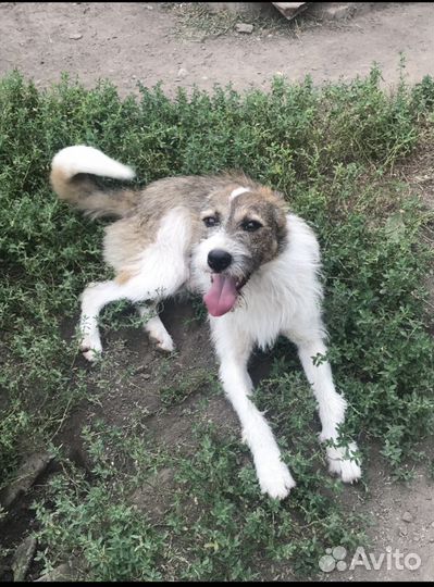 Собака в добрые руки отдам бесплатно