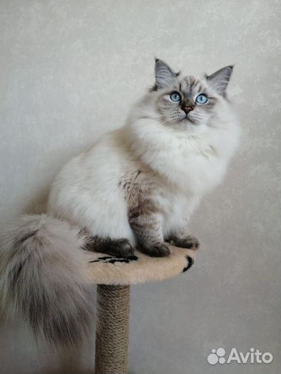 Пушистые подарки