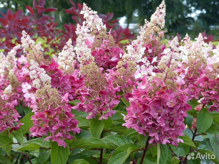 Гортензия метельчатая 2 сорта