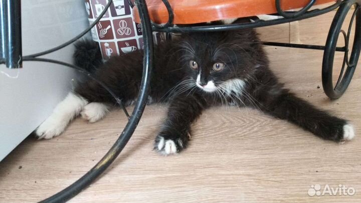 Котëнок девочка