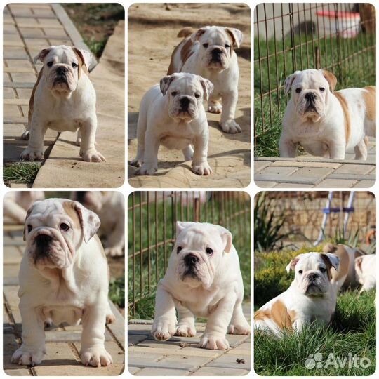 Английский бульдог