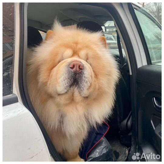 Зоотакси «Пэт мобиль», перевозка животных