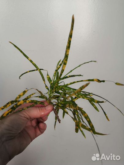 Кодиеум, несколько видов