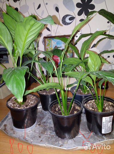 Спатифиллум