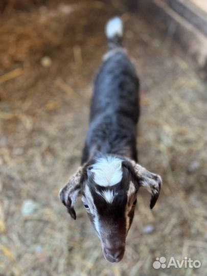 Чешские козы