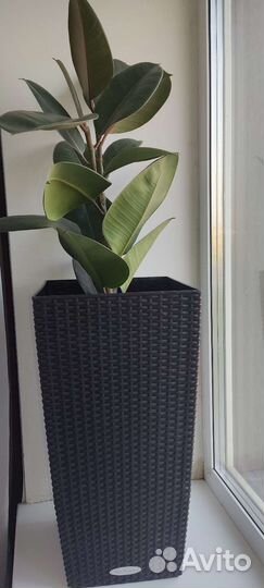 Кашпо lechuza 56см