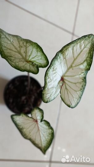 Каладиум Вайт Вондер