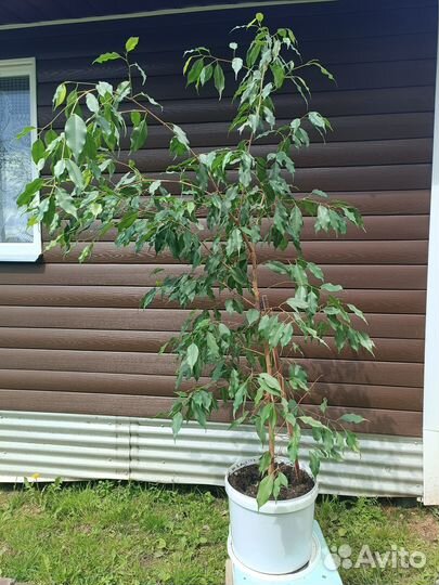 Комнатные растения цветы