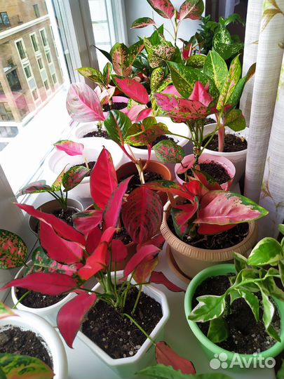 Цветы комнат., излишки после пересадки