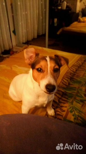 Передержка животных