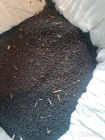 Рапс / просо / лён с доставкой/ продам от ведра