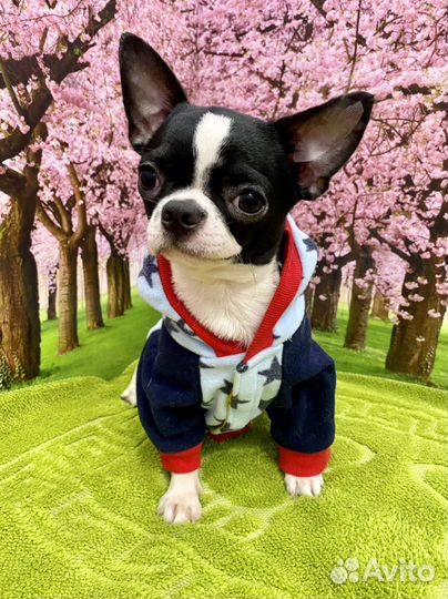 Чихуахуа мальчик гладкошёрстный