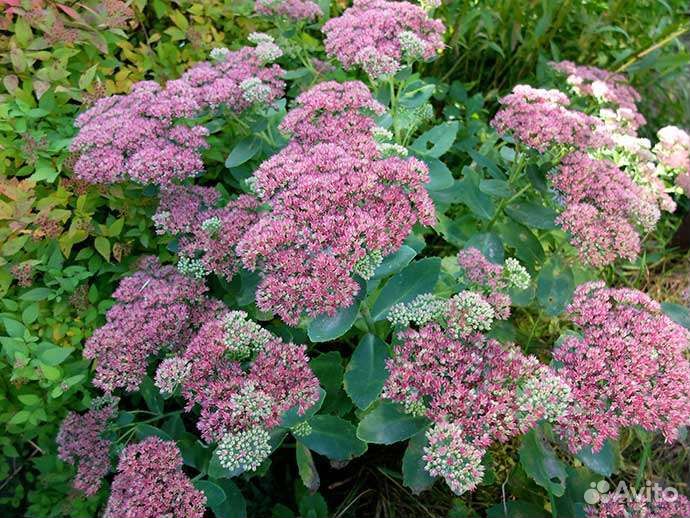 Очиток видный