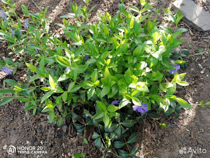 Почвопокровные растения