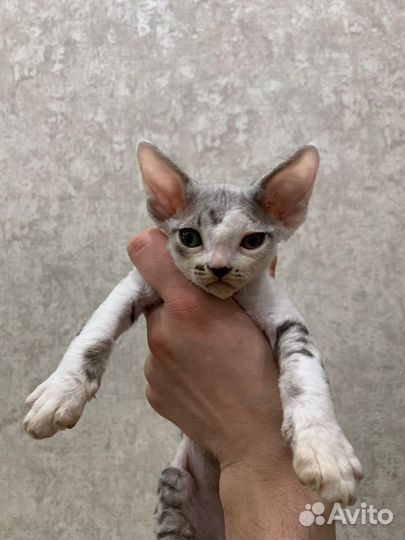 Девон рексик