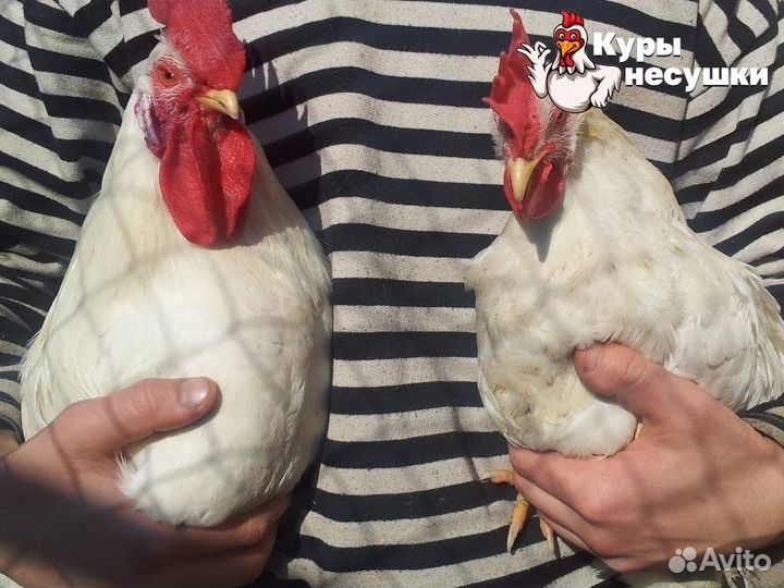 Куры несушки Хайсекс Браун порода