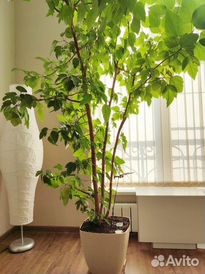 Гибискус 2 метра