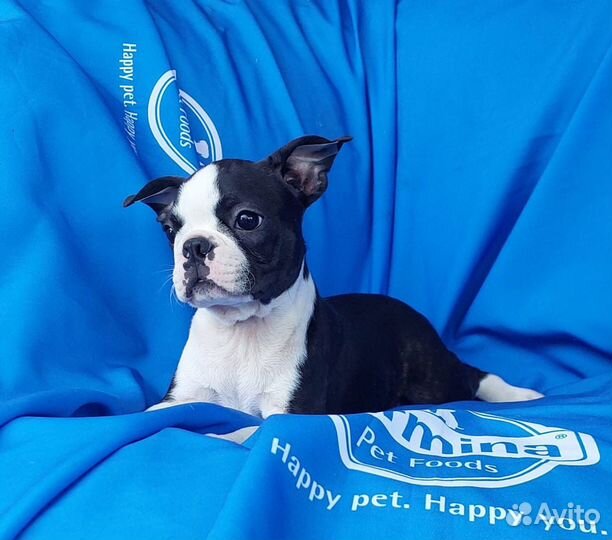 Бостон терьер -щенки