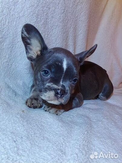 Французский бульдог