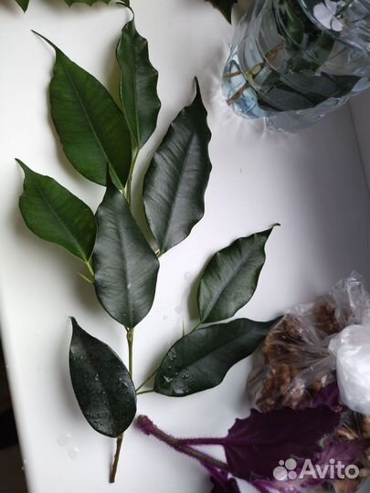 Фикус бенджамина срез