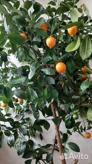Мандариновое дерево с плодами