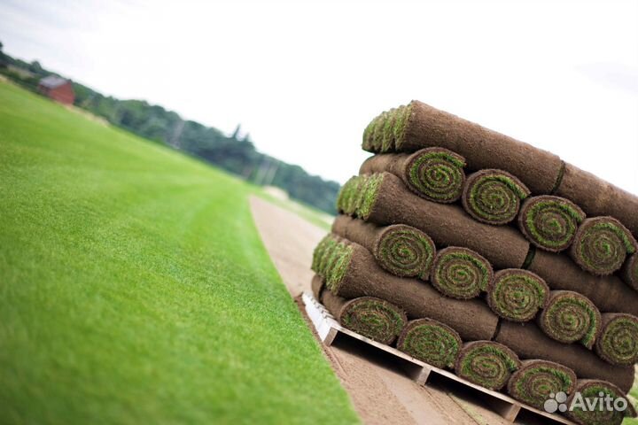 Рулонный газон под ключ