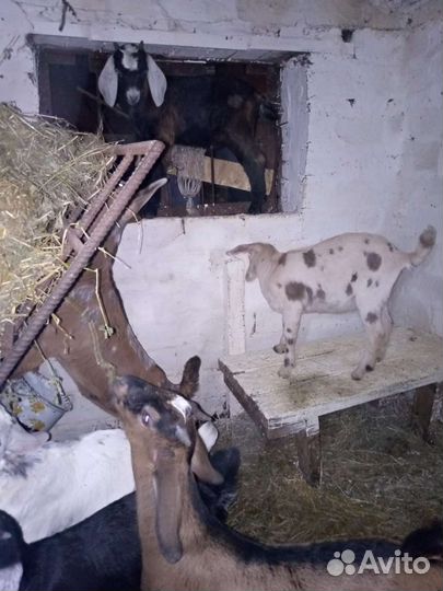 Нубийские козлята