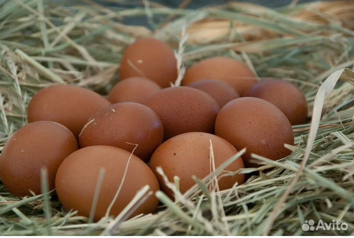 Домашние куриные яйца