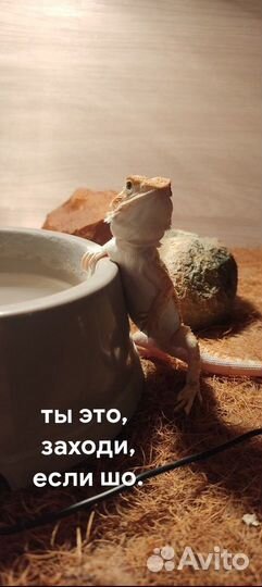 Передержка животных