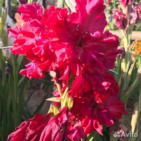 Луковицы гладиолусов голландские сорта