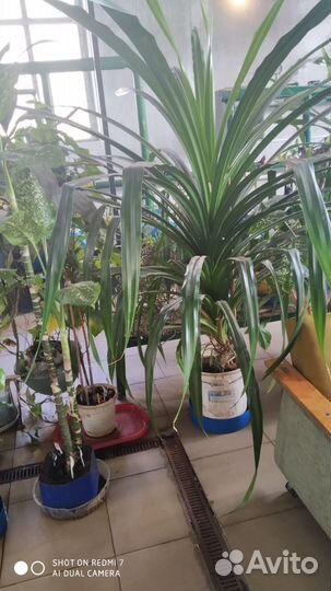 Комнатные растения