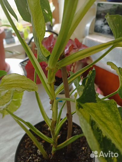 Сингониум яичница (Scrambled Eggs) крупный