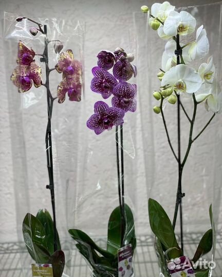 Орхидеи на 1 цветонос