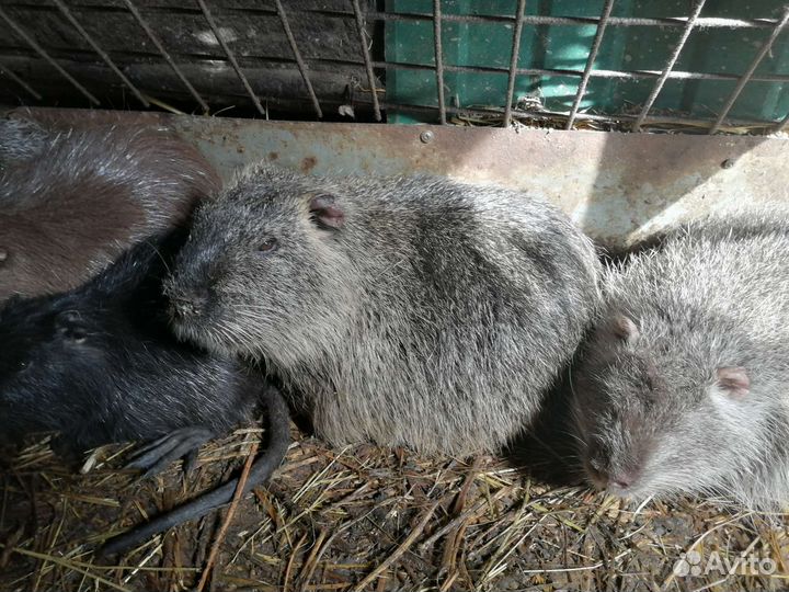 Нутрии на племя