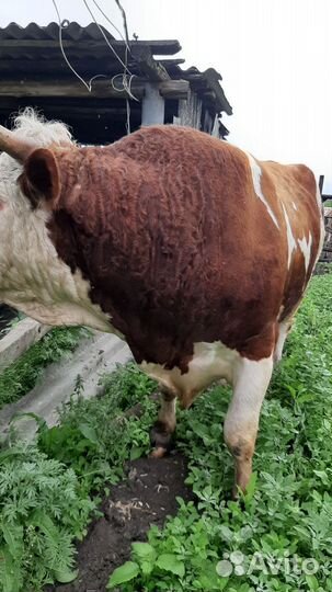 Продам говядину