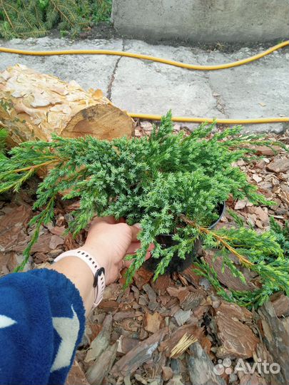 Можжевельник