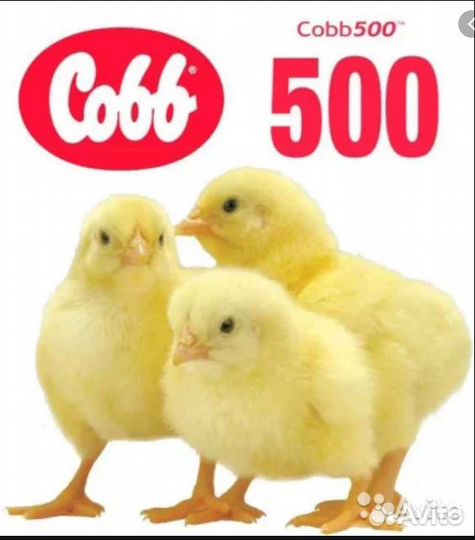 Цыплята Бройлеры Кобб, Росс импорт