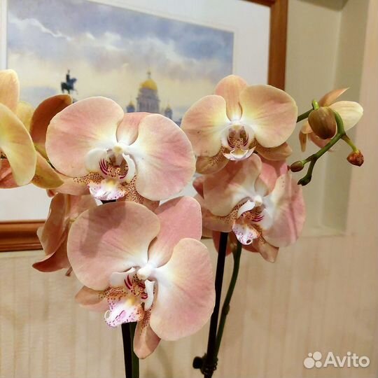 Мандала 2 цветоноса редкая орхидея