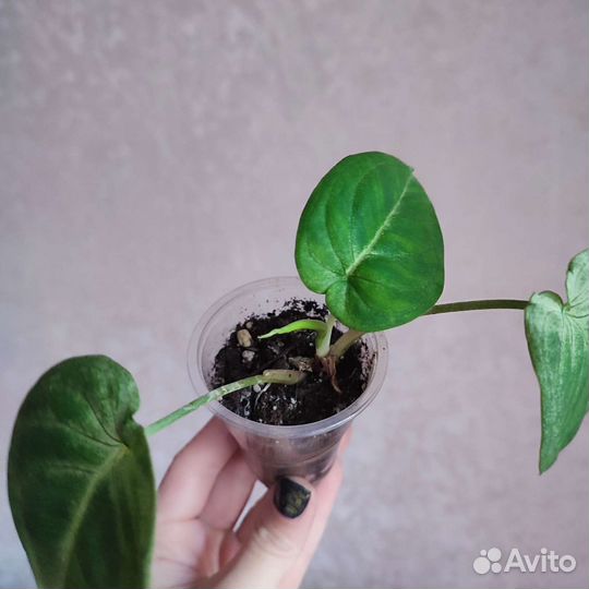 Сингониум Холодное сердце