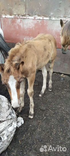 Продам лошадь
