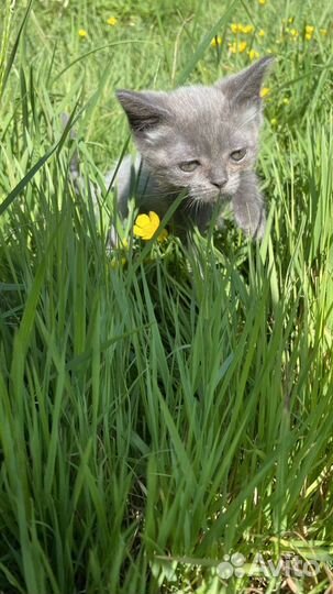 Котята смесь мейн-куна и шотландца