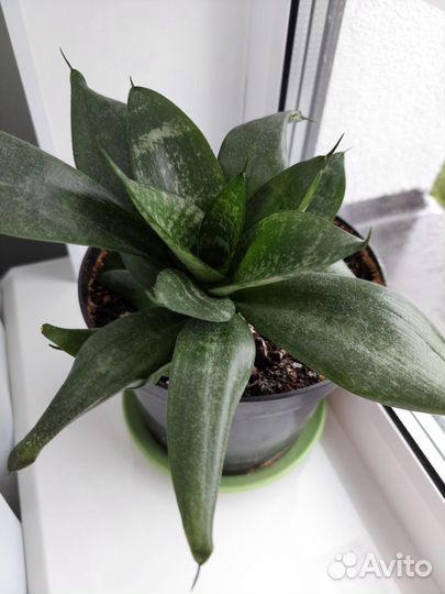 Комнатные растения цветы